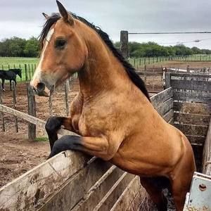 Meet your Posher, Haro